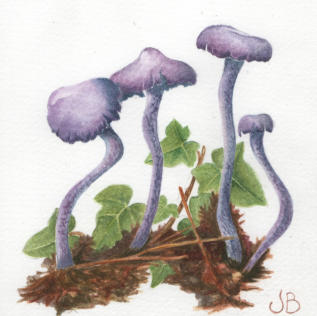 Amathyst Deceiver . Watercolour. £45 mounted and framed.