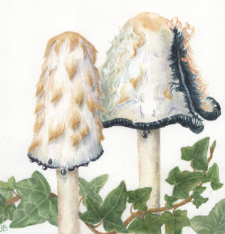 Shaggy Ink Cap . watercolour, £55 mounted and framed.