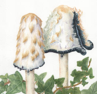 Shaggy Ink Cap . watercolour, £55 mounted and framed.