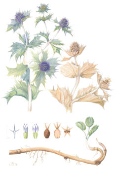 Sea Holly . Mounted. Signed limited edition ARCHIVE QUALITY PRINT £85