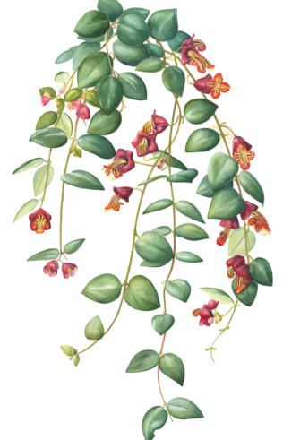 Aescynanthus. Mounted. Signed limited edition ARCHIVE QUALITY PRINT £85