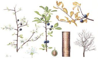 Blackthorn . watercolour