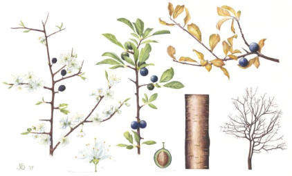 Blackthorn . Mounted. Signed limited edition ARCHIVE QUALITY PRINT £85