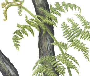 part of the RHS illustration