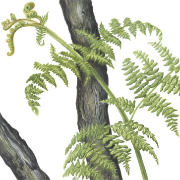 Bracken: FIRST-UP