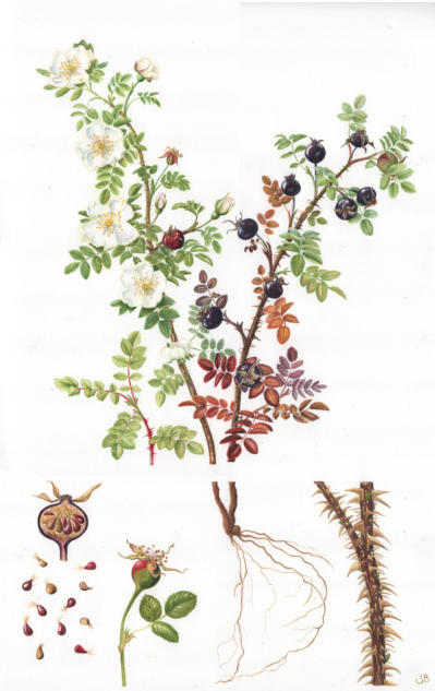 Bunett Rose Commission - not for sale