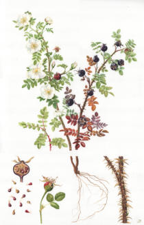 Burnett Rose. watercolour