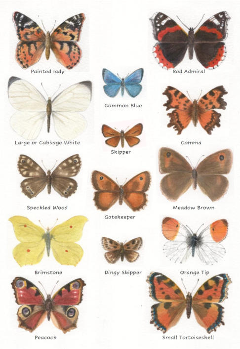 Butterfly Commission for Left Bank Magazine