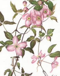 Clematis Montana . watercolour