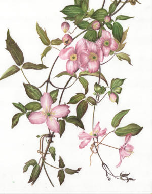 Clematis Montana. Mounted. Signed limited edition ARCHIVE QUALITY PRINT £85