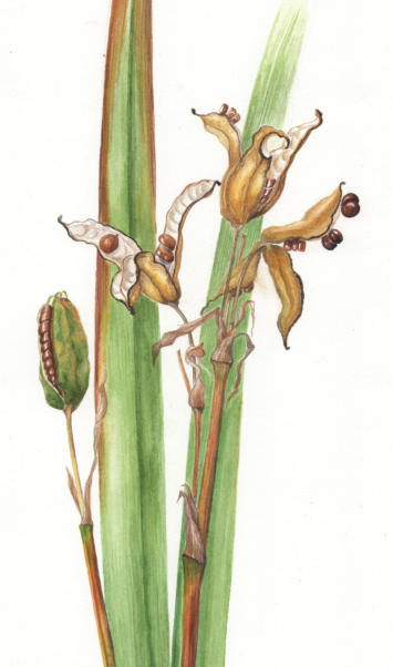 Flag Iris seed heads. Watercolour. Mounted only. £55