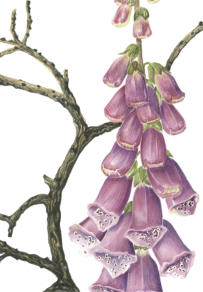 part of the RHS illustration
