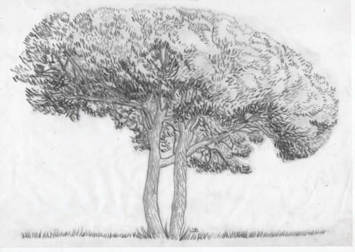 Italian Pine as business Logo