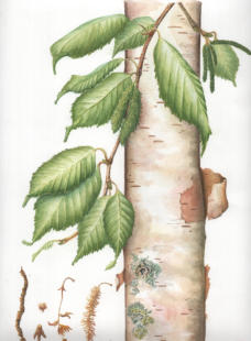 Birch Tree detail . watercolour