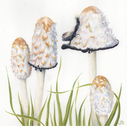 Group of Shaggy Inkcap Fungi - available as a card only