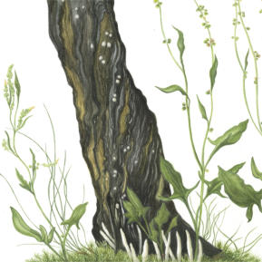 Sorrel and candlewick fungi