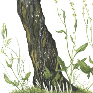 Sheep Sorrel and Candlewick fungi