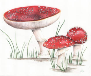 Fly agaric/Aminata . Watercolour. £85 Mounted and framed.