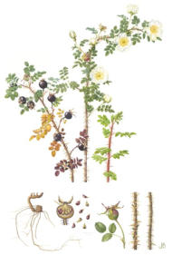 Burnet Rose. Watercolour. £75 unmounted print