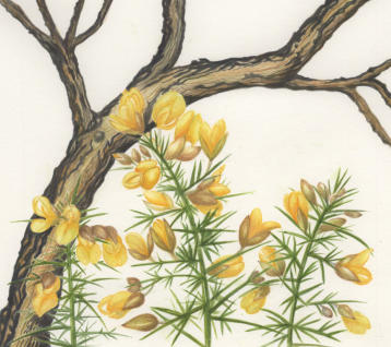 Burnet Rose. Watercolour. Mounted. Signed limited edition print. 41x25cm. £99