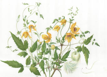 Clematis Bill Macenzie . watercolour