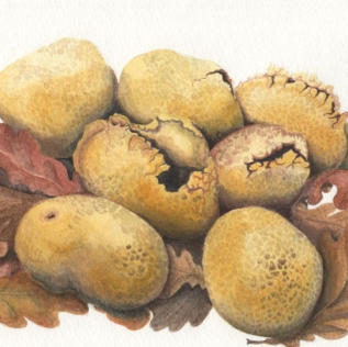 Citrinium earthballs. £65 mounted and framed.