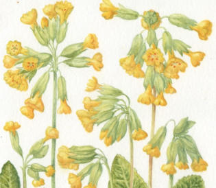 Cowslip. Watercolour £55. Mounted and framed.