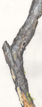 Flag Iris. Watercolour Mounted. Signed limited edition. 51x24cm  £125