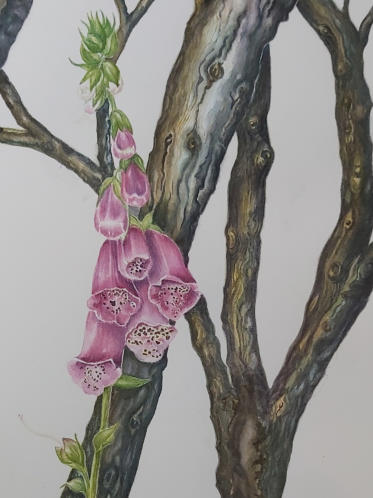 Foxglove with burnt gorse sticks, original watercolour, mounted/framed, £400