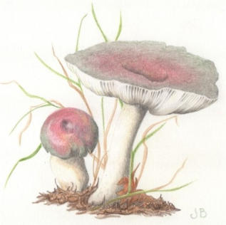 Fragile brittlegill. Coloured pencil. £45 mounted and framed.