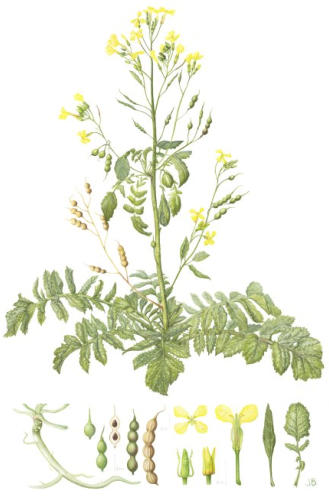 Sea Raddish. Watercolour £85 Unmounted print