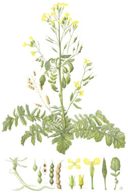 Sea Raddish. Watercolour £75 Unmounted print