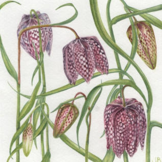 Snakehead Fritillary. Watercolour £55. Mounted and framed.