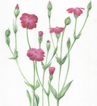 Rose campion (Lychnis coronaria) Mounted and framed. £55