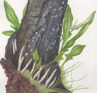 burnt gorse stump with fungi and sheep's sorrel. Mounted. £95