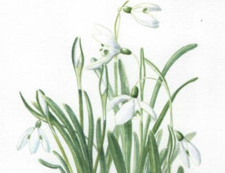Snowdrops. Watercolour. £55 mounted and framed.