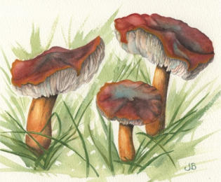 Wax Cap Wax Cap . watercolour, £45 mounted and framed.