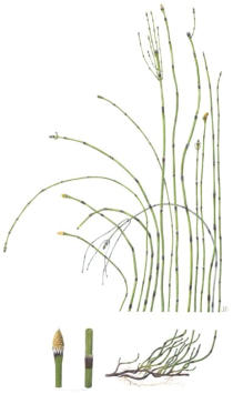 Wirral Horsetail. Watercolour. £75 unmounted print