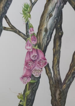 Wirral Horsetail. Watercolour. Mounted. Signed limited edition. 67x41cm  £145