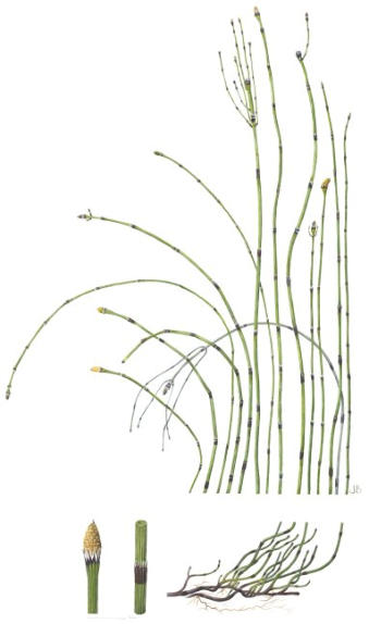 Wirral Horsetail (Equisetum x meridionale). Watercolour. £85 unmounted print